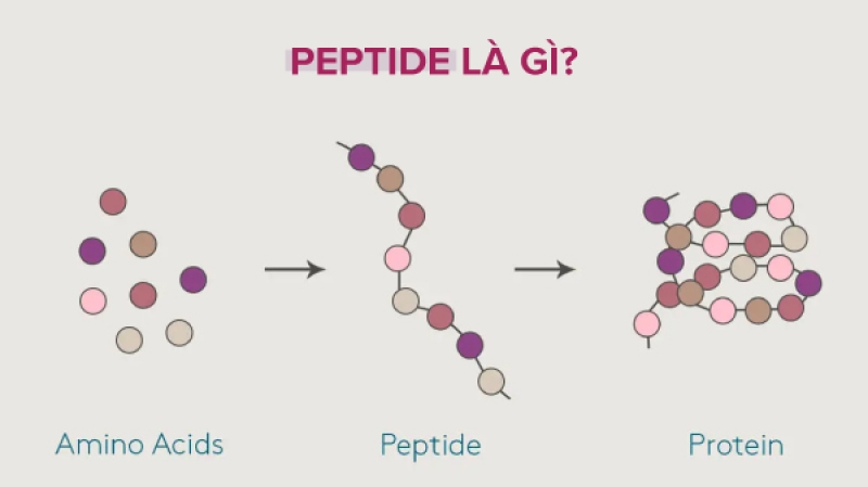 Melasma Pure Peptide Phục Hồi Tái Sinh Cho Da